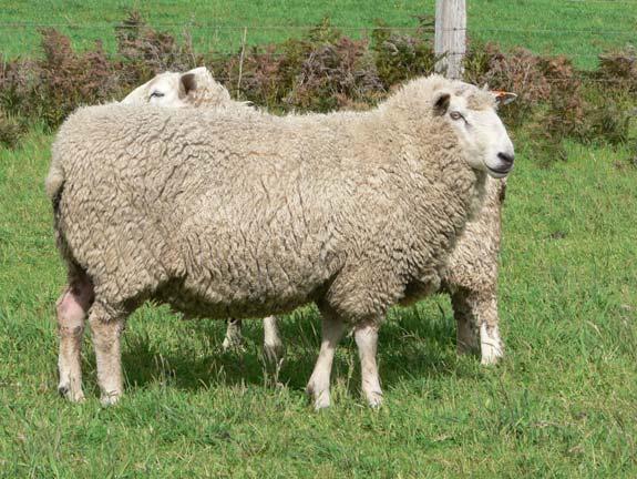 80 % of grass consumed goes into ewe