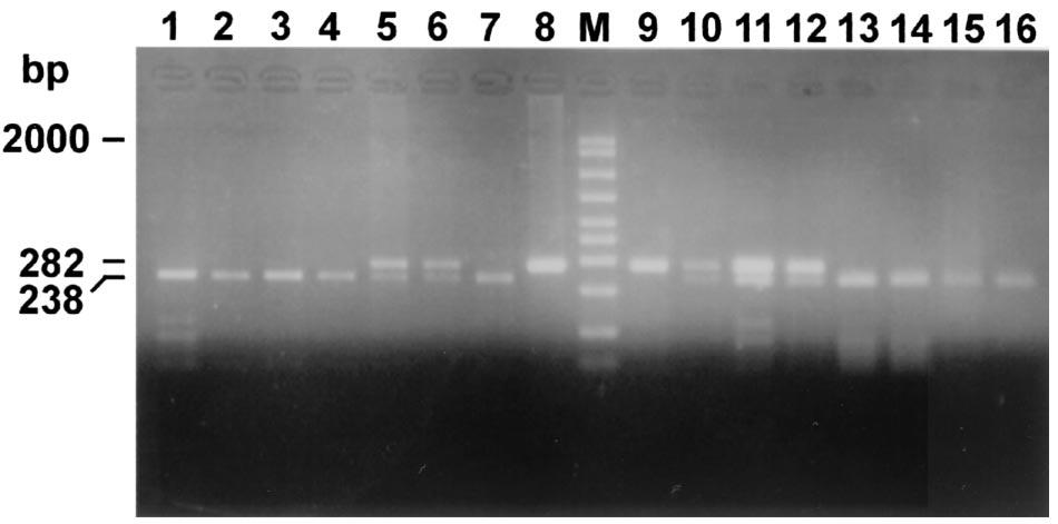The figure shows the three DNA fragments, the uncut DNA and the two PstIdigested DNA fragments, with sizes of 282, 238, and 44 bp, respectively. Lanes: M, molecular size ladder (in base pairs); 1, B.
