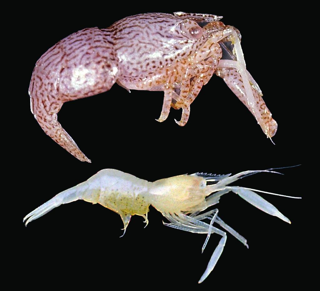 Palaemonidae (Crustacea, Decapoda) from French Polynesia A B FIG. 5. A, Izucaris crosnieri n. sp., paratype (cl 3.41 mm) (MNHN-Na 15617); B, Periclimenes aleator, Bruce, 1991, ovig.