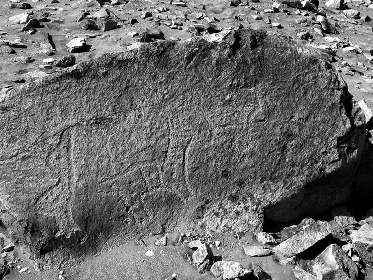 Figure 1. Bird and other petroglyphs from Toro Muerto, Peru, its interior possibly obliterated on purpose. essential to recognise idiosyncrasies and to access their possible explanations.