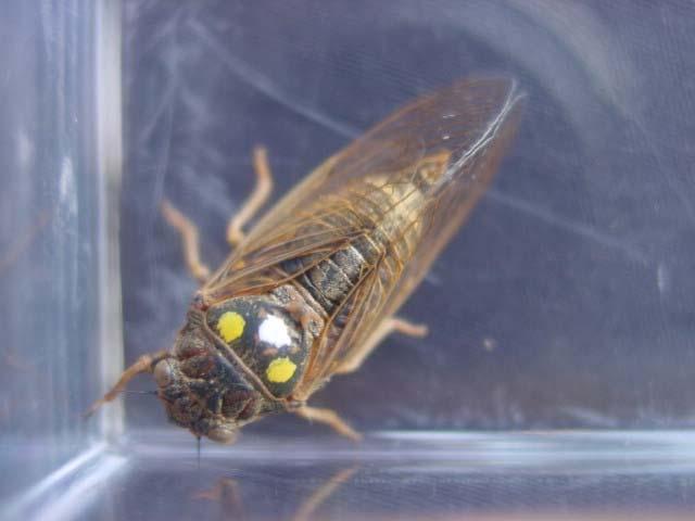 A marked cicada Bright marks allowed identifying marked