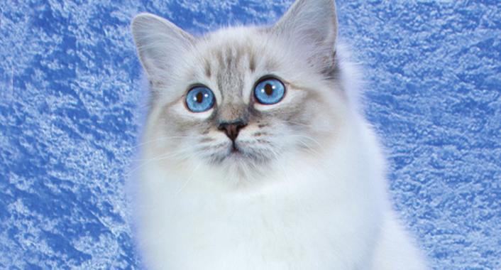 Like many breeds, the Birman breed standard is written for the male, so weight and coat are essential to compete against the males that have been out for most of the year.