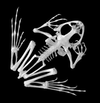 Saltational Locomotion Frog skeleton is specialized for jumping Launching evolved before landing Skeletal Adaptations: Launching: Massive bones in the hind limbs, with