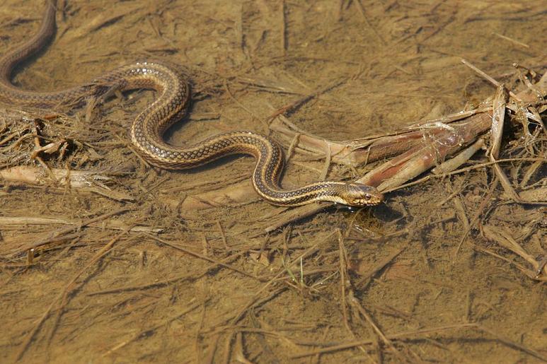 Limbless Locomotion: Lateral Undulation Each curve of the snake pushes against and away from