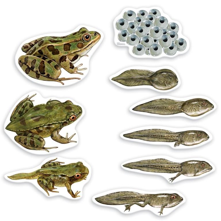 Aquatic Locomotion: Lateral Undulation Tadpoles are especially adept at lateral undulation They lack vertebrae (they only possess a flexible notochord until metamorphosis) Can quickly maneuver, but