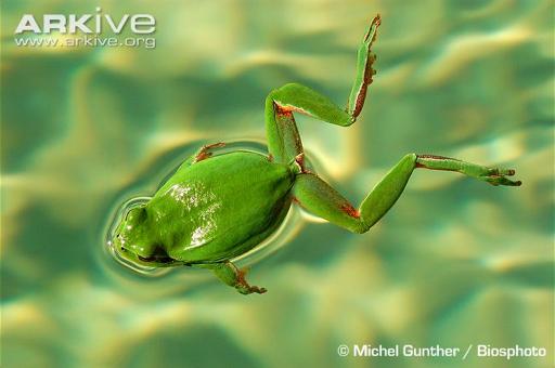 Aquatic Locomotion: Frog-kicking and Turtle paddling Frog-kicking is a