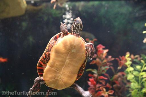 majority of the thrust Turtle paddling is a modification of the walking