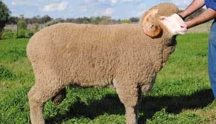 HR POLL MERINO STUD The merino breeding team at Haddon Rig has used its collective ability to focus on improving the recently established Poll Stud.
