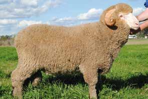 4 BODY WT: 102 kg Haddon Rig Ram selection program 2013-07-12 June / July Lambing End July Tag Lambs in single sire groups (record sires only) Early August Lamb Marking Mid October Weaning Haddon Rig