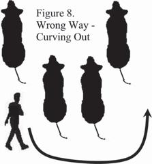 Fig. 8. Wrong way curving out. keeps animals calm and responsive. Sometimes the back and forth movement is a handler walking several steps in one direction and then going back in the other direction.