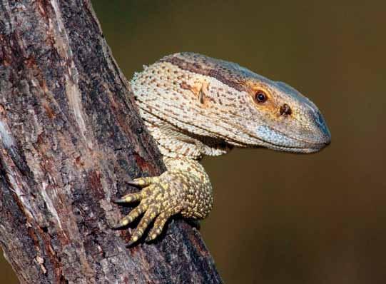 This single lizard made such an impression on him that he then brought two Nile monitors.