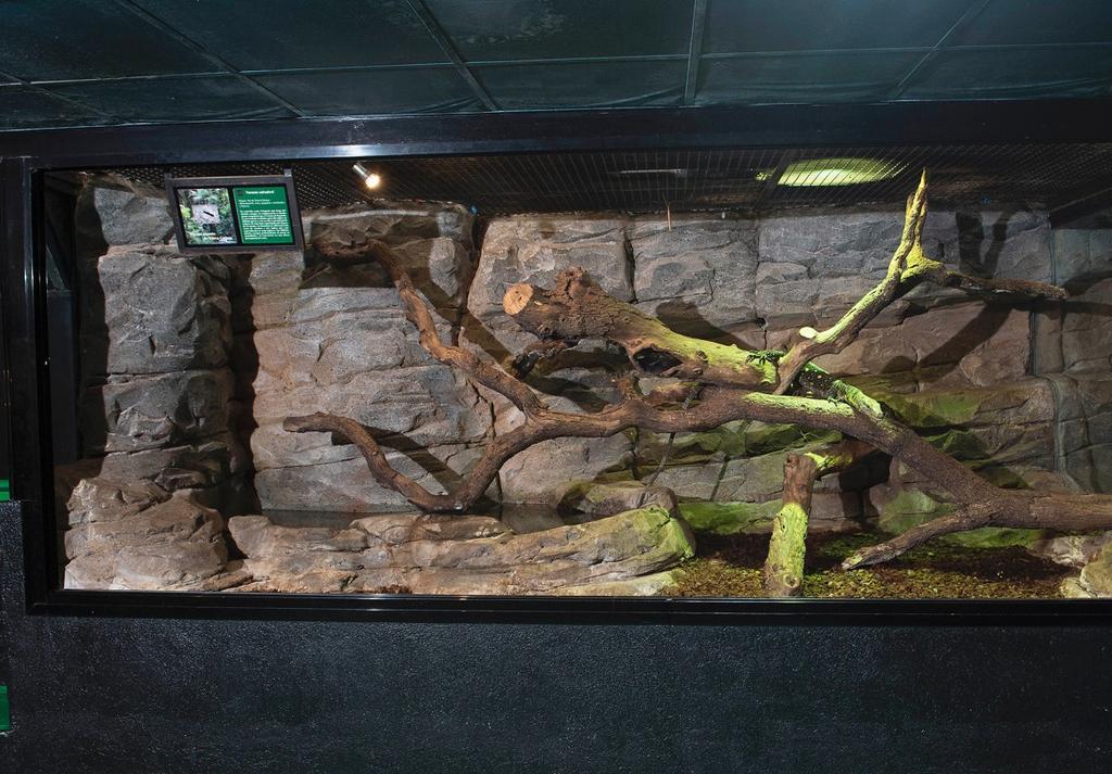 57 CAMINA ET AL. - HUSBANDRY AND BREEDING OF VARANUS SALVADORII Figures 1 & 2. Varanus salvadorii terraria at Naturaleza Misteriosa at the Madrid Zoo & Aquarium. 3 x 1.5 x 2 m (L x W x H) (Figs.