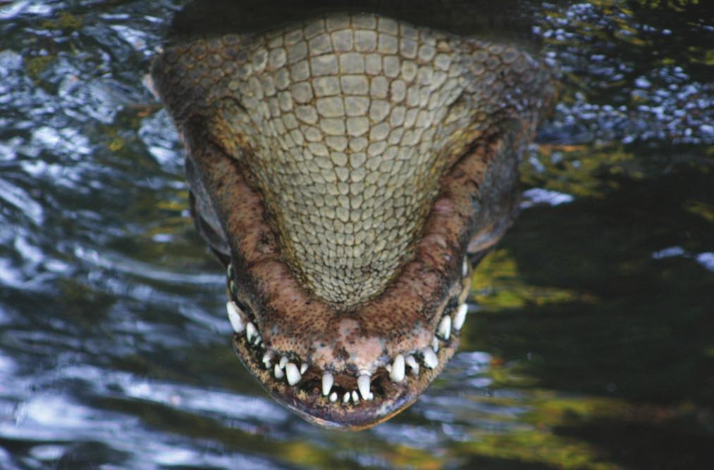 BELLOWING BEASTS By: Kevin Toregrossa, Reptile Department What s that sound? This sound is called bellowing and it is coming from our American Alligators. It s that time of year again.