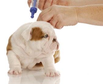By Marti Kirstein The fundamental principle of a vaccination programme entails that we should aim to vaccinate every animal with core vaccines and to vaccinate each individual less frequently by only