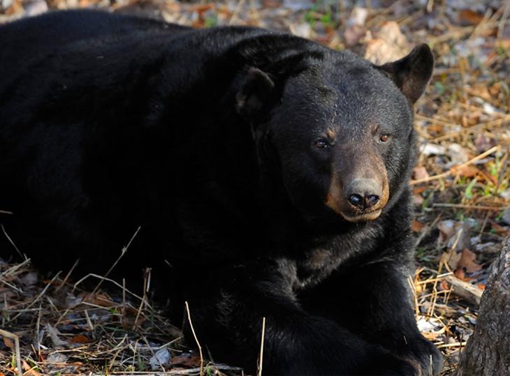 Welcome to the Black Bear Black Bear Classification Class: Mammalia Order: Carnivora Family: Ursidae Genus: Ursus Species: Ursus americanus Subspecies (Southern U.S): U.a. floridanus Who Are Black Bears?