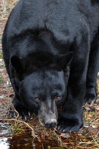 In comparison to the brown bear and the polar bear which also inhabit North America, the black bear is the smallest and the least aggressive.