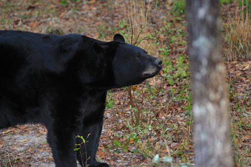 What Is Their Place in Nature? American black bears are animals that consume both plants and other animals, also known as omnivores.
