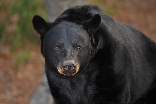 Sometimes black bear cubs become prey to other animals, but the biggest threat to this species is mankind. What Do They Eat?