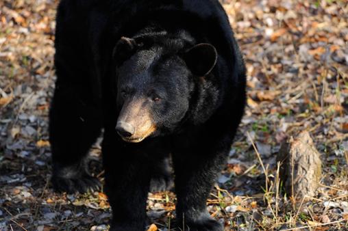 Besides humans, there are no predators for an adult black bear, but black bear cubs are sometimes hunted by wolves and bobcats. Are Black Bears Threatened?