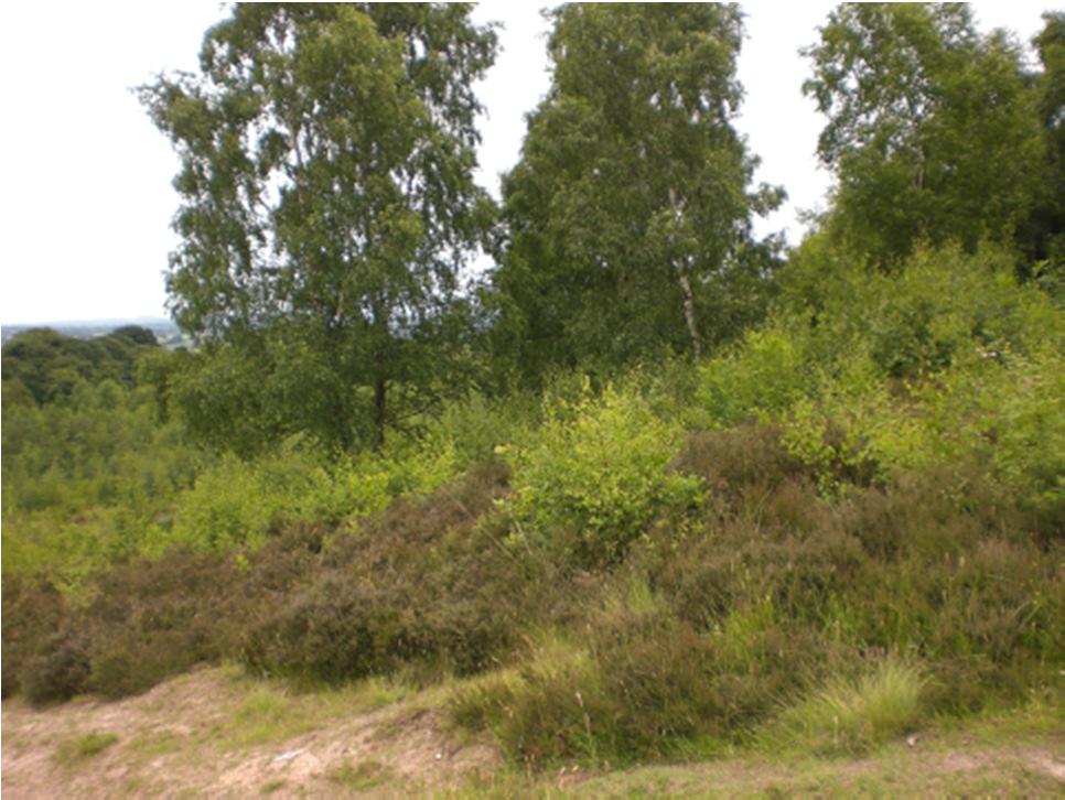 GrendonCommon Best heathland habitat in the county. One adder record post 1990 submitted but yet to be validated.