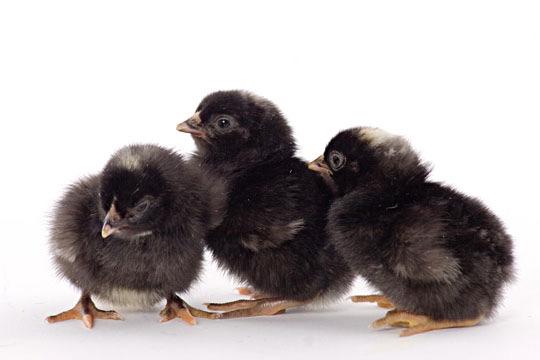 6 Chicks and Chickens Chicks behavior can be really funny. A chick may rub its beak back and forth against your clothes or a rug. It looks like the chick is sharpening its beak.
