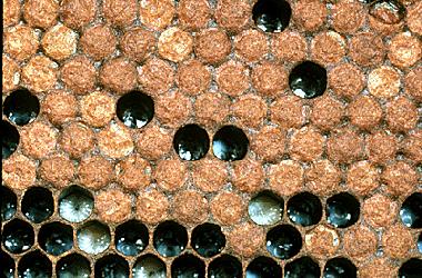 A healthy worker brood pattern is easy to recognize; brood cappings are medium brown in color, convex and without punctures.