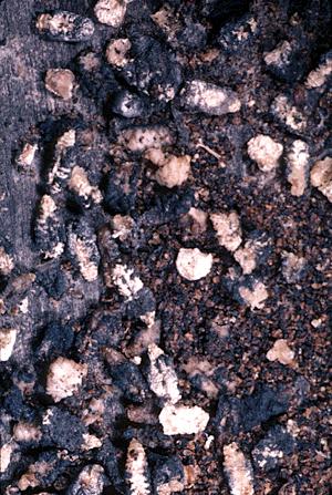 Chalk Brood Ascophaera apis Dead Larvae look whitish and dry They
