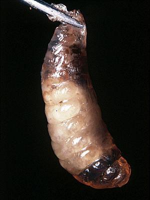 Sac Brood Larvae are easily removed intact in their larval skins sac