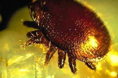 Varroa Mites Varroa destructor Large external parasite Ecto-parasite Parasitizes brood and