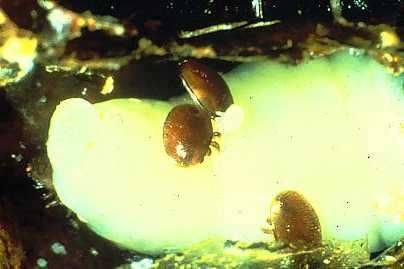 Varroa on Larvae High levels can cause serious problems