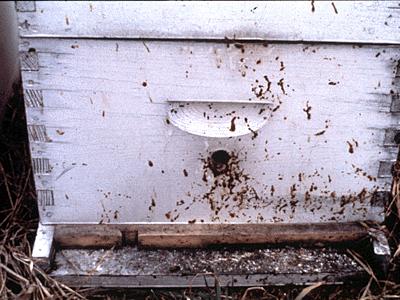 Nosema Apis Caused by a protozoan Affects bees
