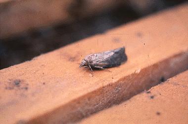 Wax Moth (Galleria melonella) A pest that destroys Honeybee combs