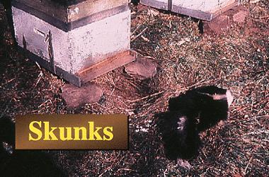 Skunks Not a problem in Most of Eastern