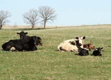 cattle, bison and cervids 2013