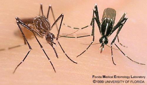 Vector Biology/Identification Both dengue and CHIKV are transmitted only by infected female mosquitoes in the genus Aedes.