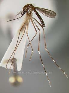 Aedes polynesiensis (Polynesian tiger mosquito) Vector of dengue, with a very limited distribution.