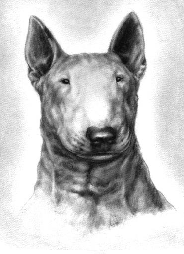 The Bull Terrier Illustrated Standard Drawings by Cynthia Lord Ruddy Published by