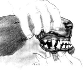 the upper incisors with no space in-between.