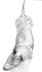 Discussion The rib cage can easily be assessed from a top view, the sides of the dog curving outwards to accommodate the well sprung ribs, and curving in behind the ribcage to make a discernible
