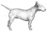 Lacking substance and spring of rib this dog is also upright in shoulder and high in the rear. A short neck, upright shoulder and long straight body contribute to this animal's lack of shape.