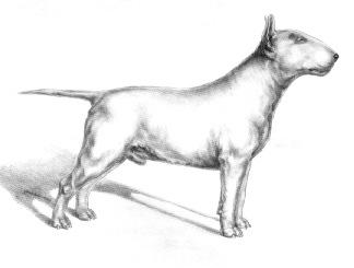 A muscular hind leg with a well developed second thigh, nicely angulated at the stifle.
