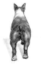 Correct hindquarters from the rear.