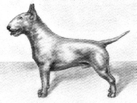 soundness and shapeliness called for in the Bull Terrier Standard.