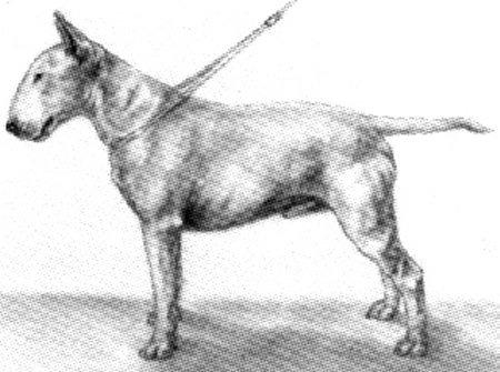 bone are exaggerated in the "Bulldog" type.