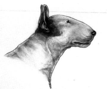 A weak snipey head with a dippy profile and short shallow underjaw often called "pig jaw".