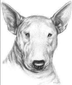 More strength of muzzle with less curve of profile is preferable to a pronounced profile with a narrow muzzle that tapers to a point. An ideal head with fill, strength and balance.