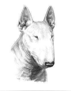 Small vertical well shaped ears, a small triangular eye opening set high in this smooth egg-shaped head create the desirable "varminty" expression in this Bull Terrier THE TEETH Discussion The teeth