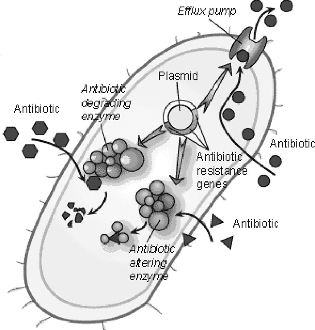 20 D.K. Byarugaba Fig. 2.1 Illustration of how some antimicrobial agents are rendered ineffective (Adopted from http:// www.chembio.uoguelph.