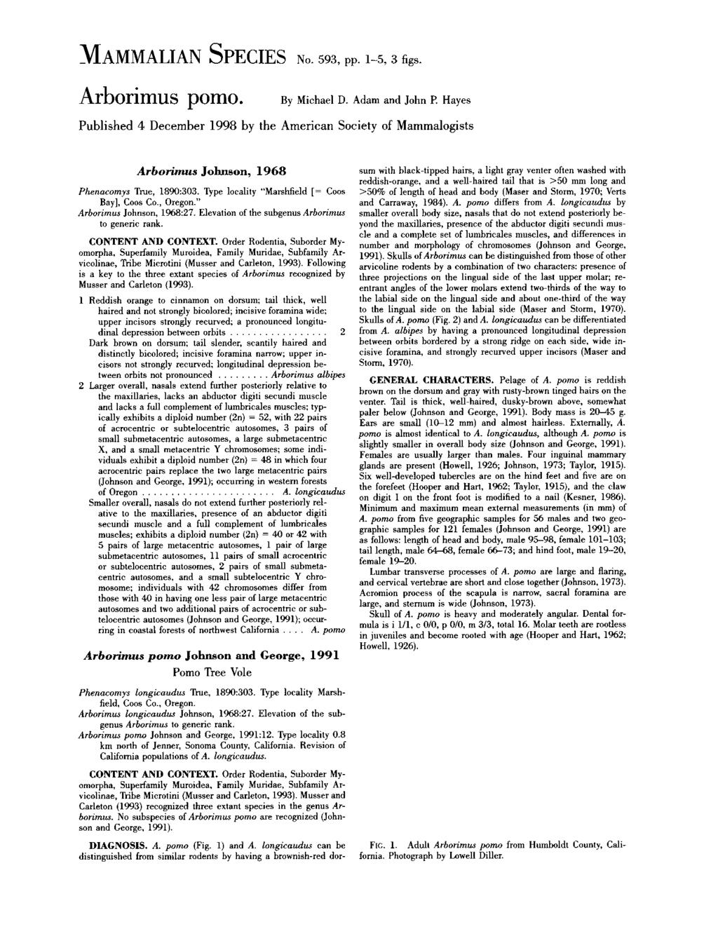 :MAMMALIAN SPECIES No. 593, pp. 1-5, 3 figs. Arborirnus porno. By Michael D. Adam and John P.