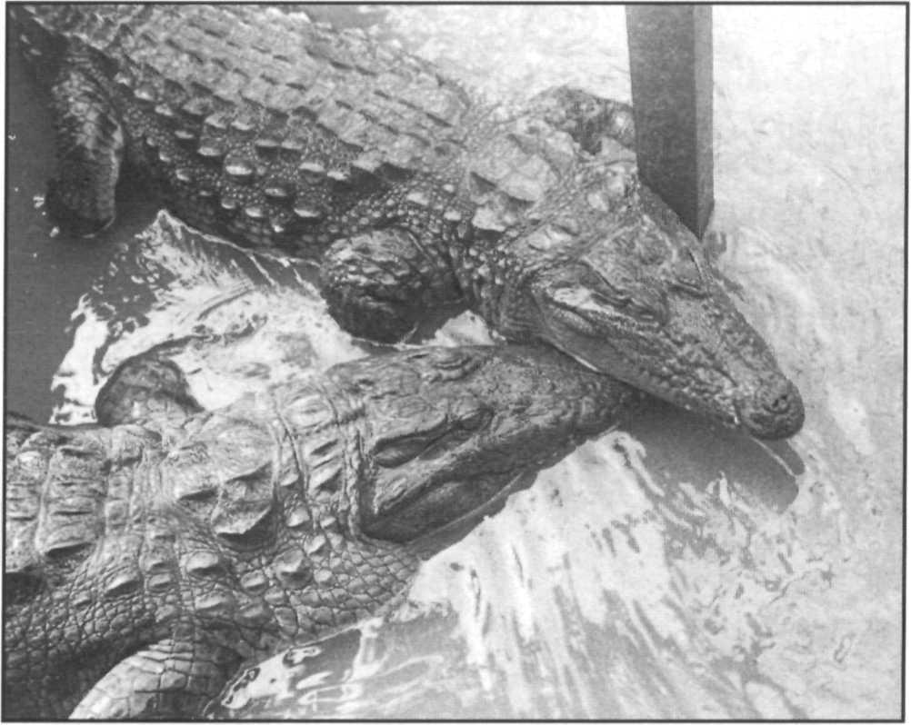 Introduction Crocodilian biology Crocodilians (crocodiles, alligators, caimans, and gharials), are prominent and widespread occupants of tropical and subtropical aquatic habitats.